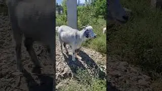 Goat #youtubeshorts #shorts #goat #goats #reccomended #recommended #animals #animal #pets #pet #rec