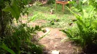 Traumatized Parrot at Dr Romesh's Bird Sanctuary