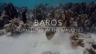 Snorkelling in the Maldives - Baros - 2017