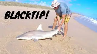 Daiwa BG 5000 catching a BIG BLACKTIP SHARK!!