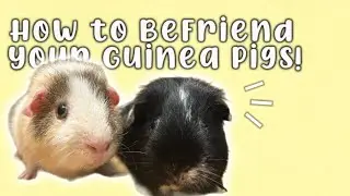 How To BeFriend Your Guinea Pigs!! || An owners guide || - ThePiggly_Wigglys