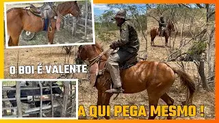 Pegando boi bravo no mato 