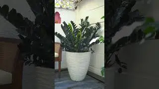 Transform your porch into a lush, green oasis with the Havana Planter. #harshdeepindia #plants