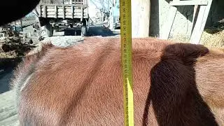 Shu Hoʻkiz Sotiladi narxi 24 million kami bor 