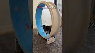 My high-energy cat LOVES his light-ip cat wheel!