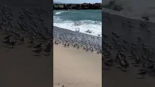 I must be a sandpiper in another universe!