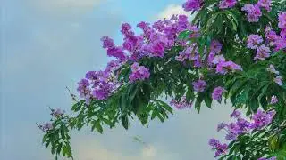 Adei lač khắp hjan ayong - Y siêk bya