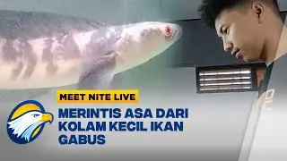 KENA PHK! Lanjut Berternak Ikan Gabus Dari Sisa Tabungan  - [Meet Nite Live]