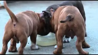 American Bully puppies(Dawgg Flix Films)