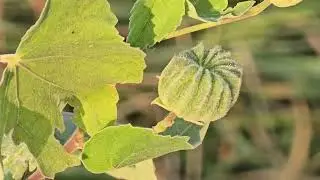 Дикий лен (*гребешок)# Abutilion indicum # Malvaceae