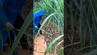 Important Steps To Grow Beautiful Sugarcanes #farming #agriculture
