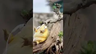 #shorts#frog#pet#horned frog#animal#funny#funny animal videos#animals eating