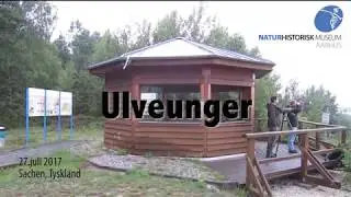 Ulveunger i Tyskland
