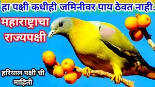 hariyal pakshi chi mahiti | हरियल पक्षी ची माहिती | hariyal pakshi vishay mahiti | hariyal pakshi