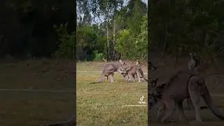 Kangaroo annoying his mate #australia