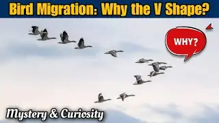 Why Do Birds Migrate and Fly in a V Shape
