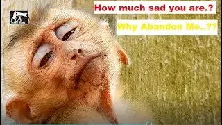P21.(03.03.19)So sadness pity abandon monkey Axel look got sick|how much sad you are now?