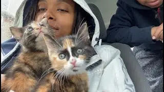 journey getting my kittens✈️travel vlog