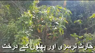 Haris Nursery Visit Part 2 | Fruits Trees Available | Gulzar-e-Hijri Road Karachi | December 2021
