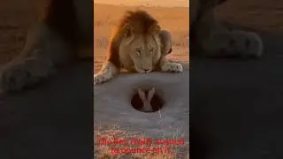 The lion really wanted to pounce on it. #funny