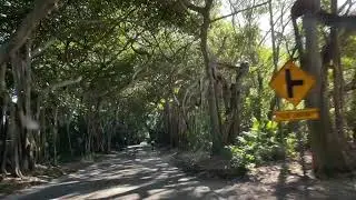 Banyan Trees: The Roots as Support Systems