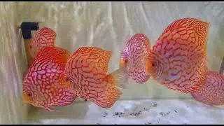 Discuss beutiful fishes 🐟☺️😘#discuslovers #discusfish