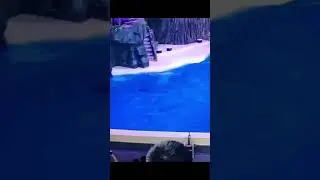 This is why Dolphins are the smartest mammals on Earth.