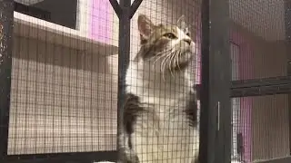 Advocates warn pet owners before bitter cold arrives in Connecticut