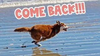 Why Do Huskies Run Away? [4 Worrying Reasons!]