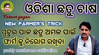 Odisha Chhatu chasa/Farmer gagan/paddy straw mushroom cultivation 