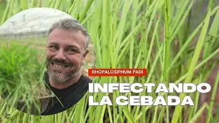 Infectando los Bankers de Cebada con Rhopalosiphum padi