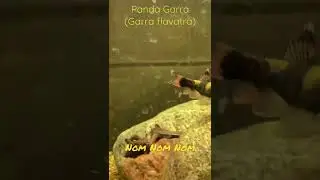 The Asia Panda Garra makes an exceptional algae eater in a boisterous community aquarium