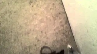 Rats: Introduction of my 4 adult, male rats (day 8-2)