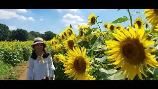 Himawari festival Tochigi - Mashiko