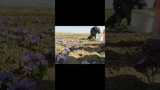 5. The magic of saffron mornings 💜🌸 #SaffronSeason #DailyVlog #Mahbob #PurpleDreams