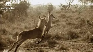 Rewilding Mozambique - 2019
