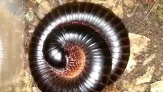 PACHNODA SUN BEETLES & GIANT AFRICAN TRAIN MILLIPEDE