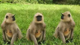 The Social Life of Gray Langurs: A Day in the Forest