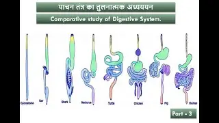 Comparative study of Digestive System Part - 3