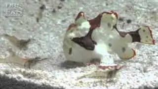 Wartskin Angler (Antennarius maculatus) | LiveAquaria.com