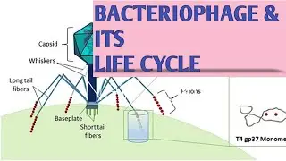 THE DEADLIEST BEING ON PLANET BACTERIOPHAGE & ITS LIFE CYCLE || Zeerak's Biology