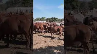 Banana Farmer&rsquo;s Daughter Builds Livestock Empire!