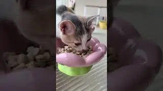Discover the Joy of Everyday Life with Meow & Woof: Cat & Dog Vlog