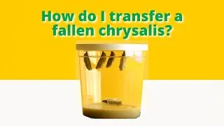 How To Transfer a Fallen Butterfly Chrysalis | Insect Lore