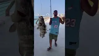 I catch grouper fish 🦈😍 #fishing #qatar #fish #fishingvideos #seafood ￼