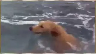 Dolphin Fish Save The Dog