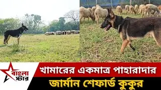 খামারের একমাত্র পাহারাদার জার্মান শেফার্ড কুকুর!