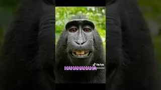 I found on TikTok #sjkc #roblox #zoo #malaysia #schooltrips