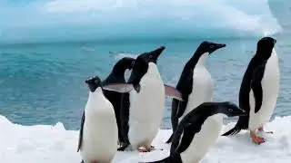 Penguins | Walking | Beauty in world | Penguin group