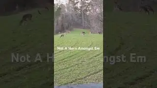 Not A Horn Amongst Em&rsquo;. South Alabama #wildlife #nature #deer #hunting #whitetailhunting